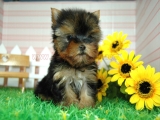 teacup yorkie